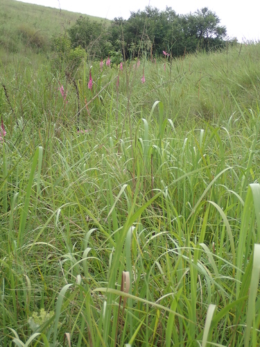 Image of Watsonia confusa by no rights reserved