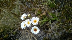 Dolichoglottis scorzoneroides