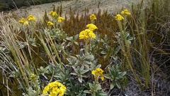 Brachyglottis revoluta