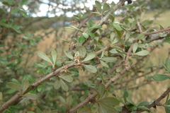 Olearia virgata