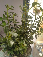 Myroxylon balsamum