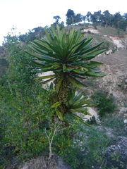 Clavija domingensis