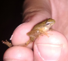 Dendropsophus sanborni