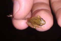 Dendropsophus sanborni