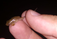 Dendropsophus sanborni