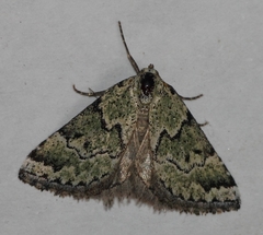 Tegiapa virescens