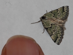 Tegiapa virescens