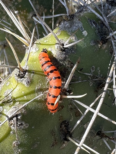 Cactus Moth