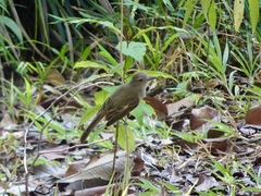 Myiarchus panamensis