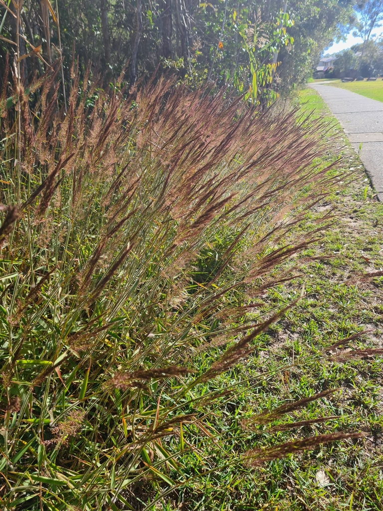 Molasses Grass from Tewantin QLD 4565, Australia on July 11, 2023 at 0204 PM by aynature