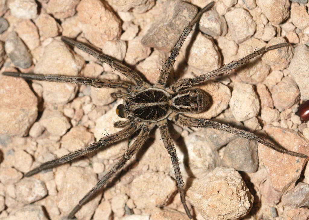 Union-Jack Wolf Spiders from Swan Reach Conservation Park, SA, AU on ...