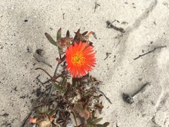 Lampranthus fergusoniae
