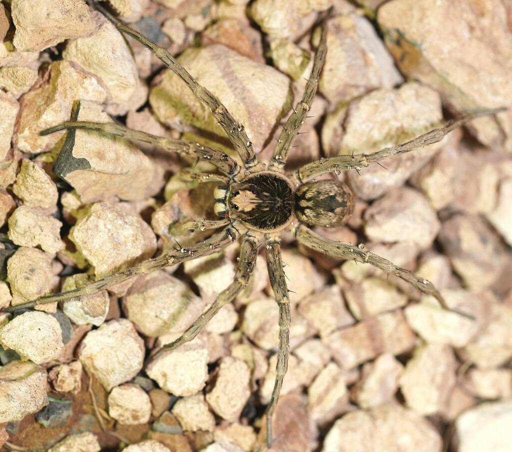 Tiger Wolf Spider from Swan Reach Conservation Park, SA, AU on January ...