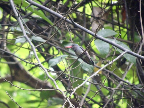 Chlorestes eliciae