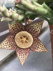 Stapelia lepida