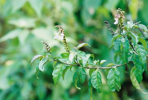 Thomandersia butayei