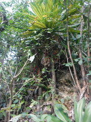 Clavija domingensis