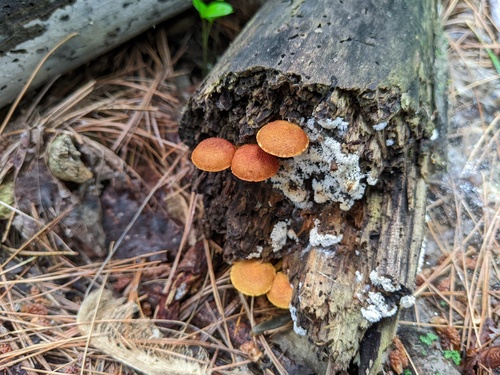 Pleuroflammula multifolia (Photo 2 of 3)