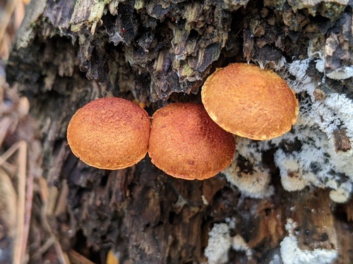 Pleuroflammula multifolia