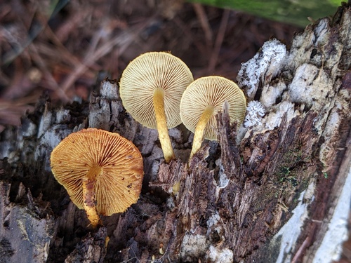 Pleuroflammula multifolia (Photo 3 of 3)