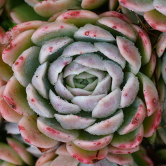 Echeveria elegans