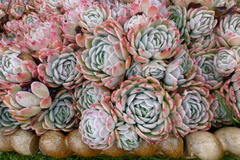 Echeveria elegans