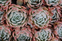 Echeveria elegans