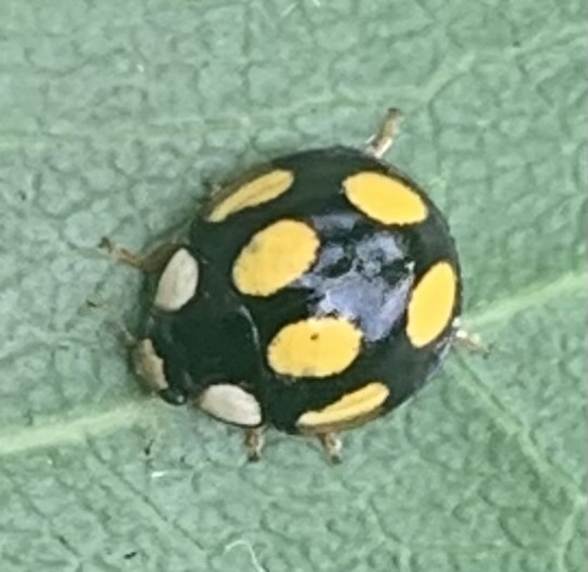 Oenopia formosana from Qingshui St, Sanxia District, New Taipei City