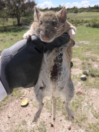 White-toothed Woodrat