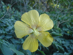 Abutilon persicum