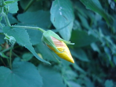 Abutilon persicum
