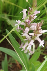 Striga bilabiata bilabiata