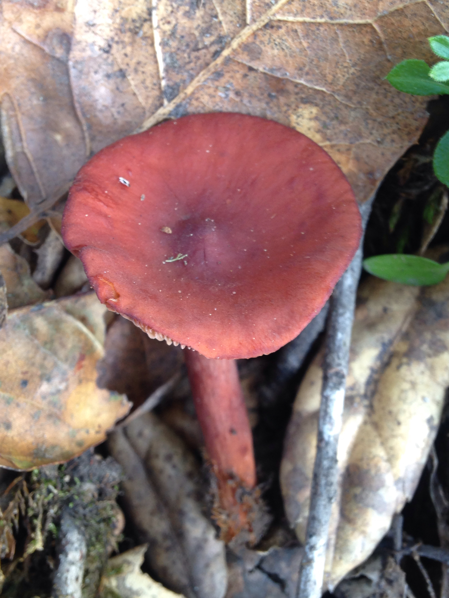 Lactarius rufulus image