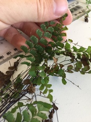 Adiantum diaphanum