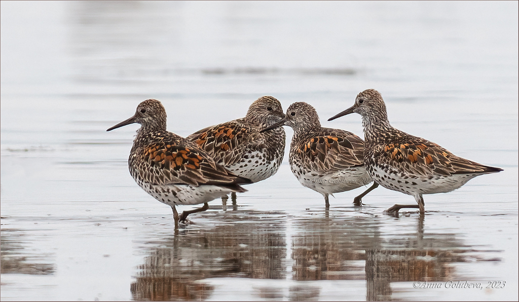 Great Knot