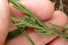 Striga bilabiata bilabiata