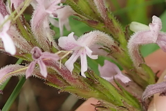 Striga bilabiata bilabiata