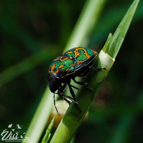 Orsilochides variabilis