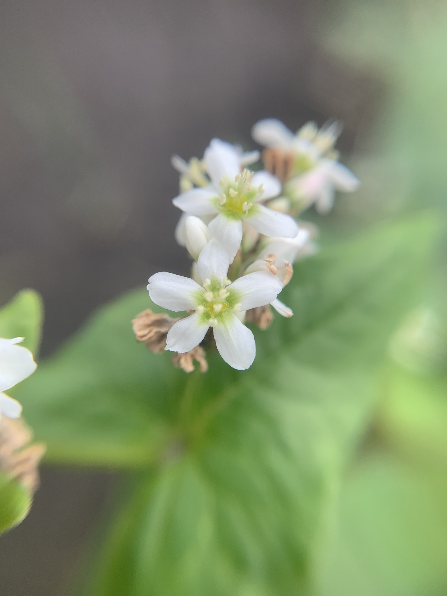 Fagopyrum tataricum