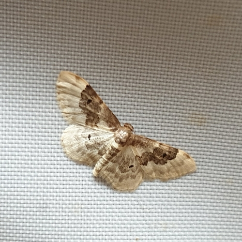 Least Carpet, 1797 SL Den Hoorn Texel, Nederland, photo 10 of 10