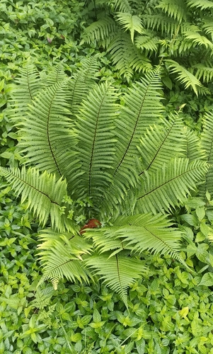Dryopteris wallichiana iNat (1)