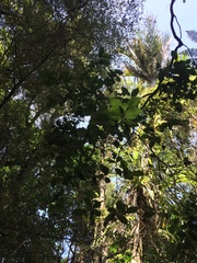 Streblus heterophyllus