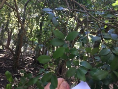 Streblus heterophyllus