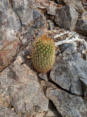 Mammillaria cerralboa