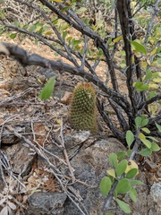 Mammillaria cerralboa