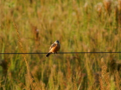 Sporophila hypoxantha