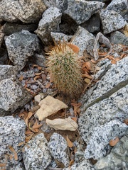 Mammillaria cerralboa