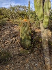 Ferocactus diguetii