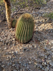 Ferocactus diguetii
