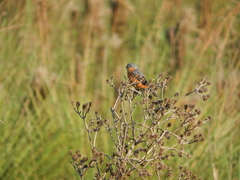 Sporophila hypoxantha